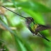 Colibri
