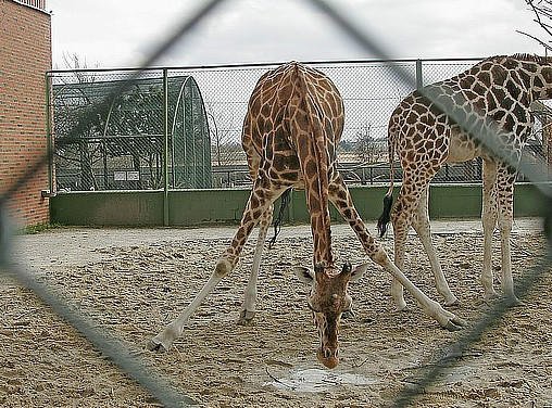 Руководство датского зоопарка не будет убивать жирафа Мариуса Руководство датского зоопарка не будет убивать жирафа Мариуса