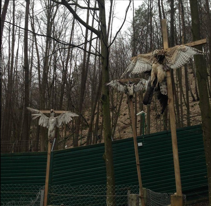 Евроинтеграторы распяли в резиденции президента Януковича трех беркутов Евроинтеграторы распяли в резиденции президента Януковича трех беркутов