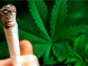 В Колорадо после разрешения марихуаны погибли 37 человек