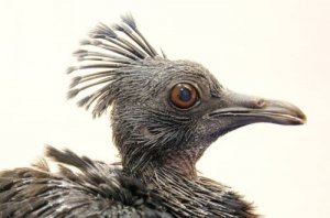 В зоопарке Майами впервые вылупился венценосный голубь