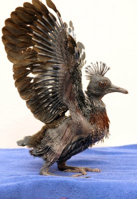 В зоопарке Майами впервые вылупился венценосный голубь