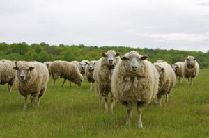 Реклама приучила