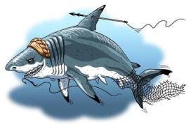 В Госдуме попросили СК проверить высказывания Тимошенко