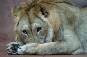 В зоопарке, где был убит жираф Мариус, умертвили четырех львов