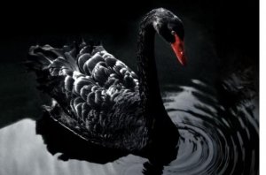 "Черный лебедь" Майдана. Все будет по-другому