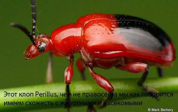 А Ярош-то не дурак? А Ярош-то не дурак?