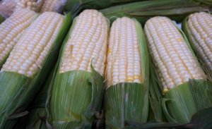 США из-за скандала с ГМО лишились 85% экспорта кукурузы в Китай