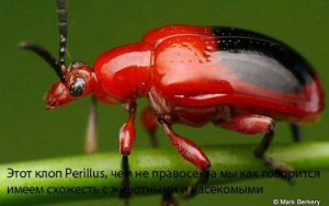 А Ярош-то не дурак?