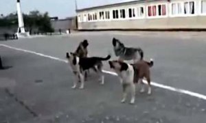 Хунта в шоке. В Мариуполе украинские собаки-сепаратисты cтали подпевать гимну России