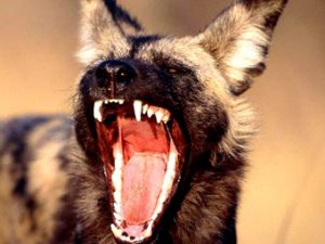 Хунта: начался процесс самоликвидации