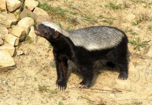 Самые умные животные в мире - не крысы, не собаки и не приматы