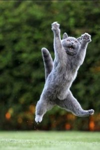 Перерыв на позитив с братьями нашими меньшими