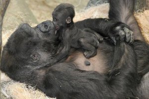Перерыв на позитив с братьями нашими меньшими