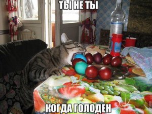 Перерыв на позитив с братьями нашими меньшими