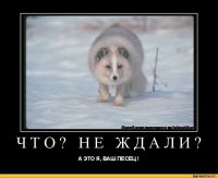Цугцванг узурпастора
