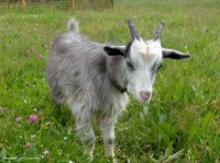 Ширится растет заболевание