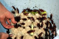 Тараканий царь