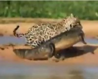 Кошачья охота.