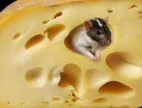 Сырная война.