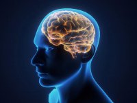 Учёные из Калифорнийского университета научились стирать и восстанавливать память