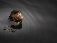 Некомпетентные воры и полудурки