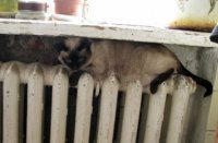 Очередная победа майдана . Кабмин предложил снизить температуру в батареях для экономии газа