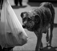 Как жителей Славянска превращают в животных