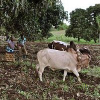 Африка поможет России с продуктами