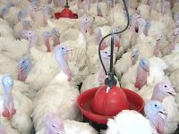 "Сейчас мы для них боги"