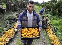 Грузия готова нарастить экспорт сельхозпродукции в Россию