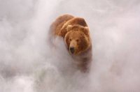 Суровые союзники Украины.....