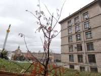 На Майдане засох символ мира и процветания Украины