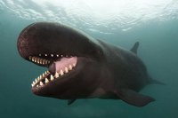 Сюрпризы дяди Вовы