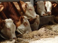 Правительство убедило сингапурскую Оlam инвестировать в животноводство 400 млн долларов