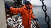 Сельдь отморозилась на полпути. На Дальнем Востоке негде хранить рыбу