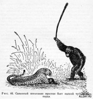 Карго-культ "ЦэЕвропа" или зачем саванный шимпанзе бьет чучело леопарда