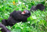 Сегодняшние "достижения " украинских джунглей