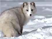 Главой НБУ могут назначить миллиардера Джорджа Сороса.