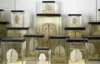 Сто банок с мозгами были похищены в Техасе