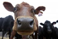 Danone хочет инвестировать в молочное производство в Подмосковье