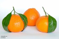 Абхазия подарит Новороссии мандарины к празднику