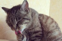 Знаменитая кошка из Владивостока побывала в салоне красоты