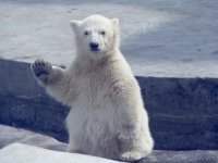 Грядущий дефицит нефти и другие хвосты