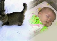 В Обнинске кошка Мурка спасла младенца от гибели