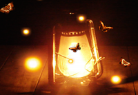 Жуки давозные