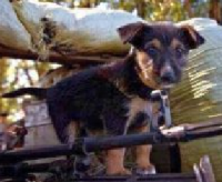 Дегуманизация. Рецидив: «могилизация»…/Владимир Скачко/