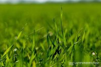 Для проведения весенней посевной аграриям не хватает 70 млрд грн