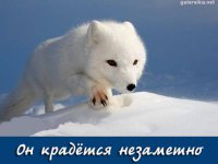 Песец гуляет по планете