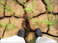 В США ожидается крупнейшая за тысячелетие засуха